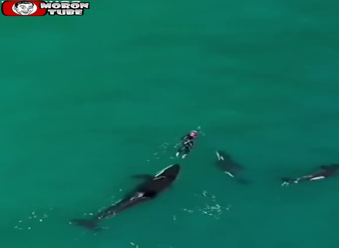 Video :A swimmer who must have been terrified was playing with orcas